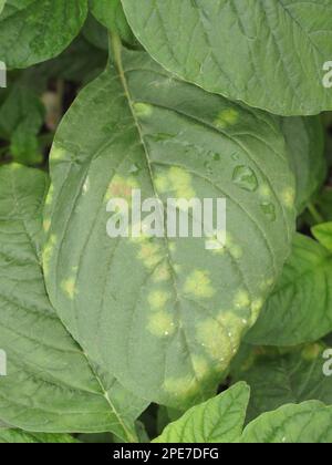 Amaranto ripiegato, coda di volpe ripiegata, amaranto aerato, Foxtail, ruggine bianca, Albigo bliti, vesciche sulla superficie superiore di amaranto o di porciglione Foto Stock