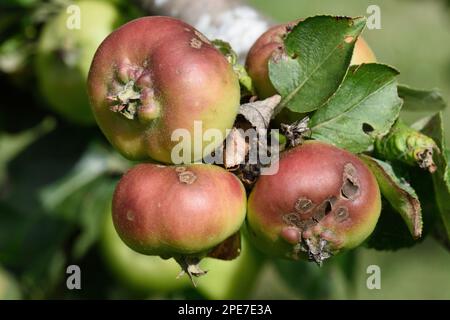 Scab di mela, Venturia inaequalis, lesioni su frutta di mela giovane su albero in estate, Berkshire, Inghilterra, Regno Unito Foto Stock