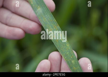 Grano (Triticum aestivum), foglia infetta da malattia fungina da ruggine marrone (Puccinia recondita), Lincolnshire, Inghilterra, Regno Unito Foto Stock