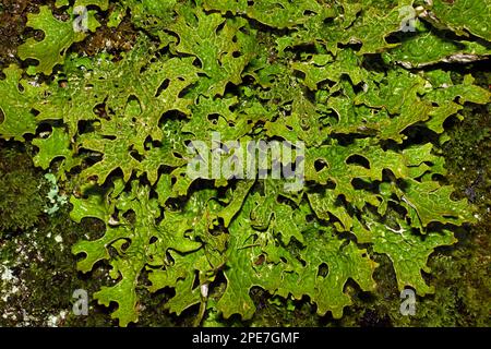 La Lobaria pulmonaria (lungwort dell'albero) è un lichen epifitico che si trova in un bosco antico. Si verifica in Europa, Asia, Nord America e Africa. Foto Stock