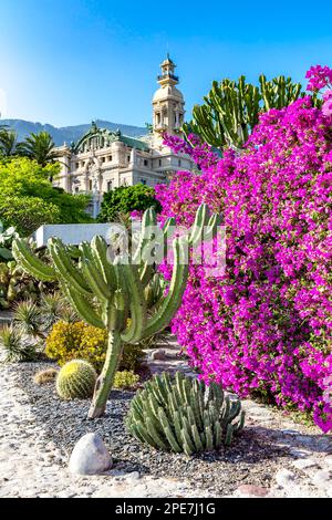 Bougainvillea e giardino di cactus, l'edificio del casinò sul retro, Casino Garden, Monte Carlo, Principato di Monaco Foto Stock