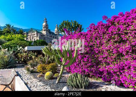 Bougainvillea e giardino di cactus, l'edificio del casinò sul retro, Casino Garden, Monte Carlo, Principato di Monaco Foto Stock