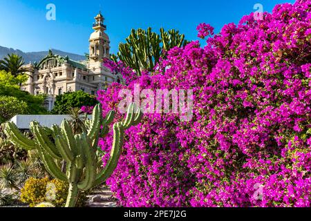 Bougainvillea e giardino di cactus, l'edificio del casinò sul retro, Casino Garden, Monte Carlo, Principato di Monaco Foto Stock