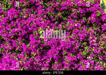 Bougainvillea, Casino Garden, Monte Carlo, Principato di Monaco Foto Stock