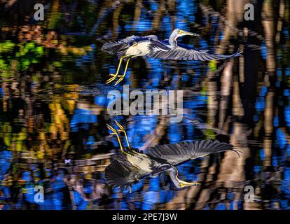 Heron tricolore che sfreccia avanti e indietro sulle acque poco profonde in cerca di un pasto Foto Stock