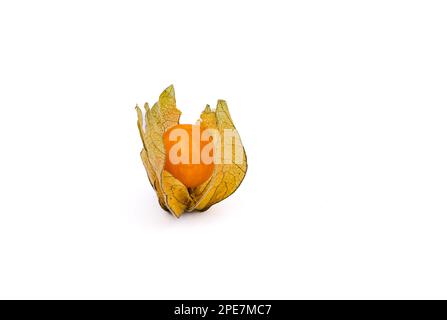 Un capo arancione Gooseberry o Physalis per mangiare sano isolato su uno sfondo bianco con messa a fuoco impilamento in studio Foto Stock