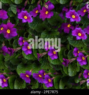 Texture o carta da parati senza cuciture, fiori viola fioriscono nella foresta primaverile. Alta risoluzione. Profondità di campo completa. Foto Stock