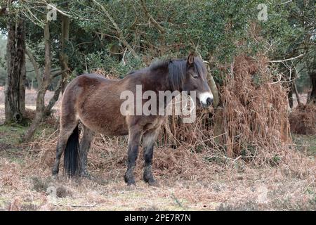 Pony Brown New Forest in piedi sotto un albero, rivolto a destra Foto Stock