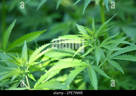 Gambi giovani di cannabis con fiori. Foto ad alta risoluzione. Messa a fuoco selettiva. Foto Stock