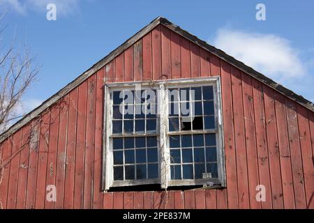 Abbandonato, fienile rosso con finestre rotte. L'edificio ha rifiniture bianche e sta cadendo a pezzi. Vite morta che sale sul lato. Concetto grunge. Foto Stock