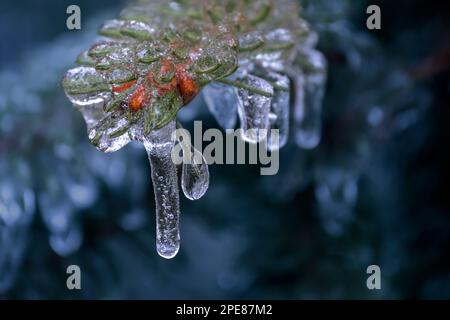 Ghiaccio sulla Norvegia Spruce (Picea abies) a seguito di una tempesta di ghiaccio nel Midwest degli Stati Uniti Foto Stock
