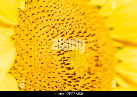 Estremo primo piano Macro di faccia di girasole - Estate Foto Stock