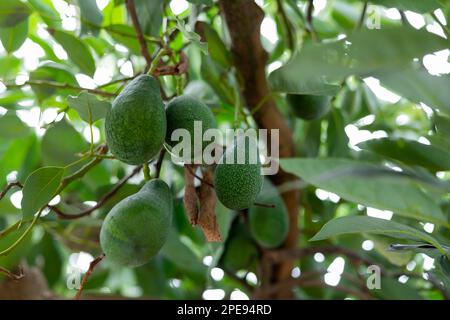 Avocado fresco su un albero sulla Big Island delle Hawaii Foto stock - Alamy