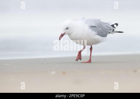 Un gabbiano dalla fattura rossa (Chroicocephalus novaehollandiae scopulinus) una sottospecie endemica di gabbiano d'argento di Aotearoa Nuova Zelanda. Foto Stock