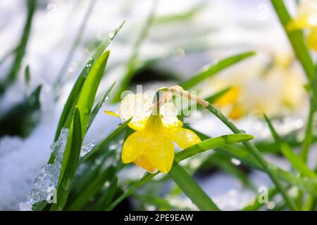 Neve ghiacciata sul daffodil primaverile. Fredda mattina ghiacciata in giardino dopo la nevicata. Dublino, Irlanda Foto Stock