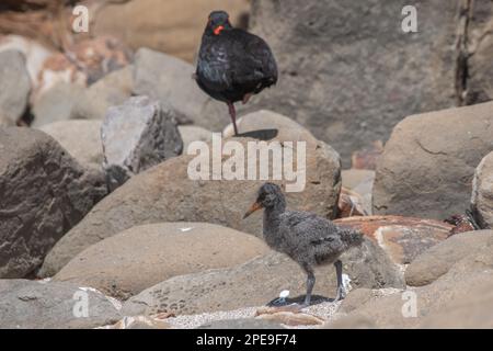 Un pulcino variabile di ostercatcher (Haematopus unicolor) con il suo genitore adulto sulla spiaggia nella baia di Curio, Nuova Zelanda. Foto Stock