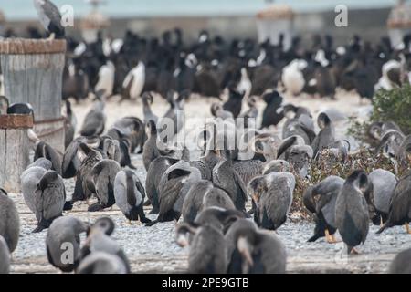 Colonia di shag macchiati (Phalacrocorax punctatus) e Otago shag (Leucocarbo calconotus) specie endemiche di cormorano di Aotearoa Nuova Zelanda. Foto Stock