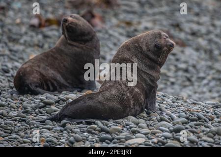 Due foche da pelliccia neozelandesi, Arctocephalus forsteri, sulla spiaggia dell'isola meridionale di Aotearoa, un'ampia specie di foche da pelliccia diffusa. Foto Stock