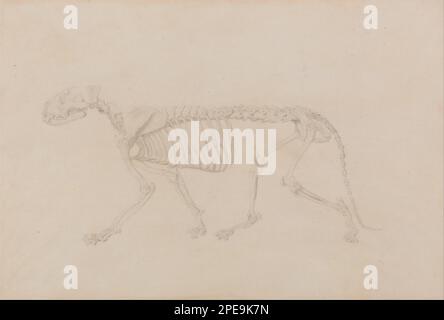 Un'esposizione anatomica comparativa della struttura del corpo umano con quella di una tigre e di un'uccellore comune: Scheletro di tigre, vista laterale (studio altamente finito per la tabella IV) 1795 a 1806 da George Stubbs Foto Stock