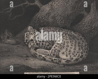 A Sleeping Leopard 1791 di George Stubbs Foto Stock