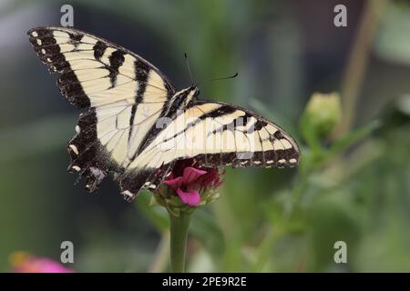 Una farfalla gialla e nera a coda di rondine sparge le sue ali su un fiore rosa. Foto Stock