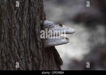 Un fungo di zoccoli che cresce sul lato di un albero. Foto Stock