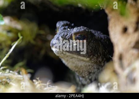 Comune Toad - Bufo bufo nel foro del toad Foto Stock