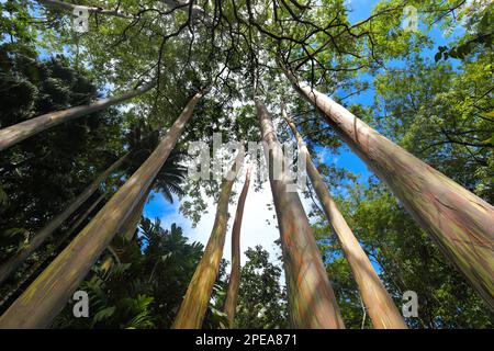 Guardando in alto i tronchi colorati e la baldacchino di alberi di Eucalyptus arcobaleno, Eucalyptus deglupta, Maui, Hawaii Foto Stock