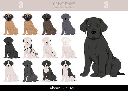 Grande clipart Dane. Pose diverse, set di colori del mantello. Illustrazione vettoriale Illustrazione Vettoriale