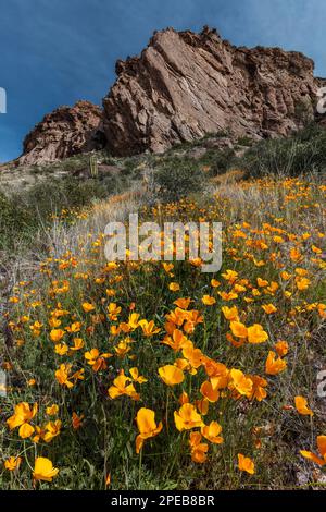 Papaveri messicani, Escholzia californica, Organ Pipe Cactus National Monument, Arizona Foto Stock