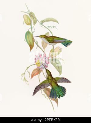 Illustrazione di Hummingbird antico di John Gould – circa 1861 - (Campylopterus obscurus) Foto Stock