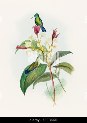 Illustrazione di un uccello antico di John Gould – circa 1861 - (Eucalphala caverulea) Foto Stock