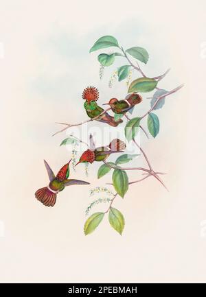 Illustrazione di Hummingbird antico di John Gould – circa 1861 - (Lophornis Reginar) Foto Stock