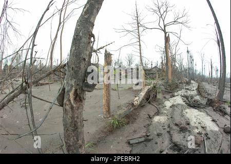 Case e alberi morti danneggiati dalla cenere a causa dell'eruzione del vulcano Merapi del 2010, Kepuharjo (5km dalla cima del Merapi), vicino a Jogyakarta, Giava Centrale, in Foto Stock