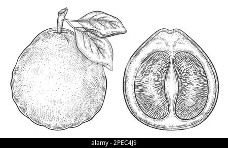 Pomelo pompelmo, mandarino agrumi succosa frutta botanica contorno schizzo. Pera di pommelo esotica, metà parte di limone. Vitamina buona. Incisione vintage. Vettore Illustrazione Vettoriale