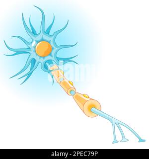 Anatomia di un neurone tipico. Struttura della cellula nervosa: axon, sinapsi, dendrite, guaina mielinica, nodo Ranvier e cellula di Schwann. Diagramma vettoriale Illustrazione Vettoriale