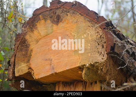 pino che è stato tagliato con motosega Foto Stock