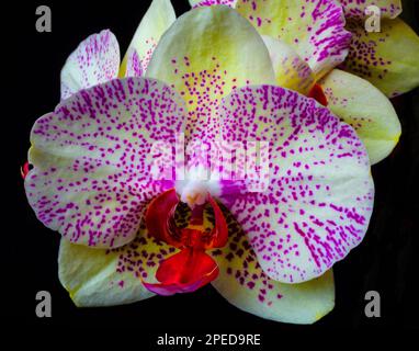 Orchid bellezza ancora vita Foto Stock