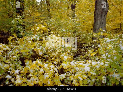 Un autunno innevato foglie di acero di zucchero in Pennsylvania Poco Mountains Foto Stock