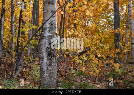 Foglie gialle autunnali a Mont Tremblant, Quebec. Canada. Foto Stock