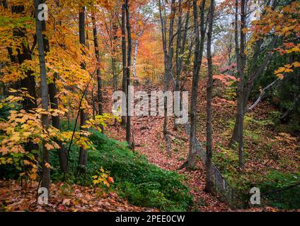 Colori delle foglie autunnali a Canyon Sainte-Anne Gorge, Quebec, Canada. Foto Stock