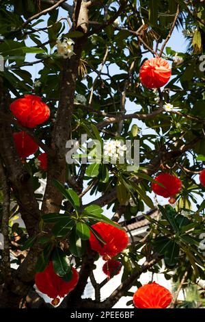 Molte lanterne di carta rossa appese ad un albero decorato per un festival tradizionale in Asia. Molti ornamenti di origami colorati con un geroglifico cinese Foto Stock