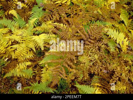 Fieno-profumato e Bracken felce in autunno a Gallitzin state Forest, Pennsylvania Foto Stock