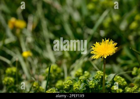 Fiori e piante che si possono vedere ovunque nella prateria Kalajun nello Xinjiang Foto Stock