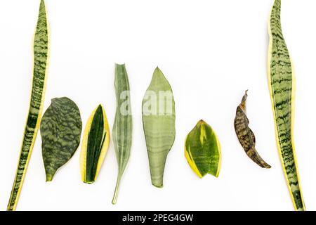 Mix varietà foglie di piante di serpente isolate su sfondo bianco Foto Stock