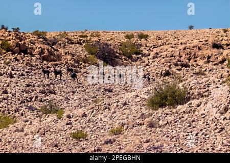 Asini selvatici nelle montagne orientali di Hajar, Wadi Tiwi, Oman Foto Stock