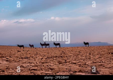 Asini selvatici nelle montagne orientali di Hajar, Wadi Tiwi, Oman Foto Stock