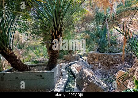 Vista del falaj (aflaj: Gli antichi canali di irrigazione Omani), Wadi Tiwi, Oman Foto Stock