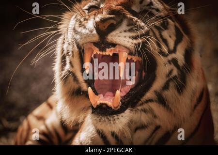 La tigre del bengala grande growls bocca primo piano giardino zoologico arrabbiato stile Foto Stock