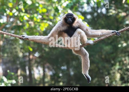 Il gibbon maschio pileated adulto siede su uno zoo di corda Foto Stock